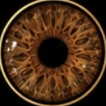 Gouden iris